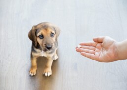 puppy medication
