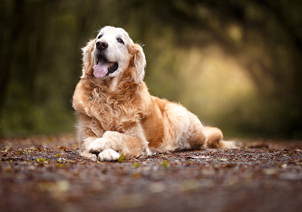 Dog dementia natural treatment online