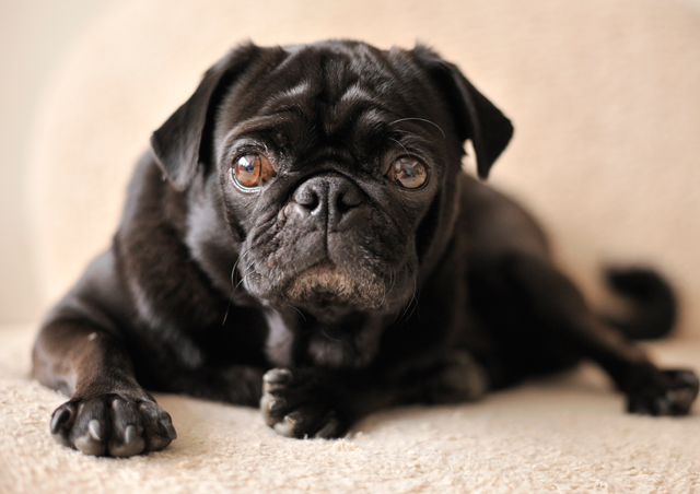 Puppy ate cat food and has diarrhea discount