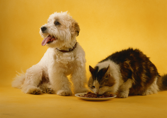 Pet Life Nutrition Stages Texas Pet Nutrition