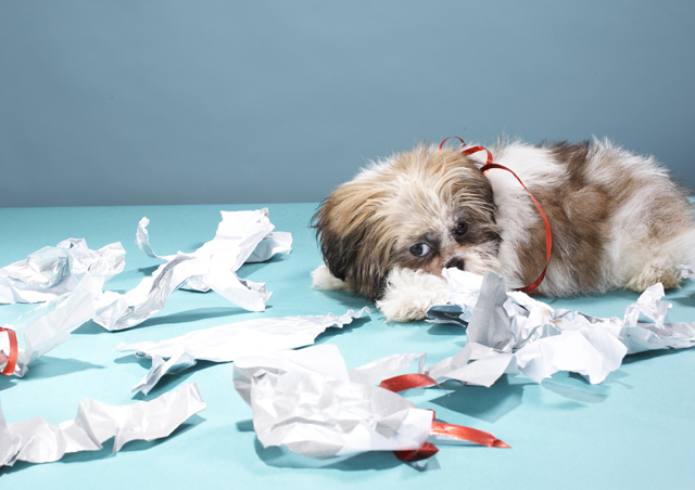 Dangers Of Thread For Family Pets At Home preview